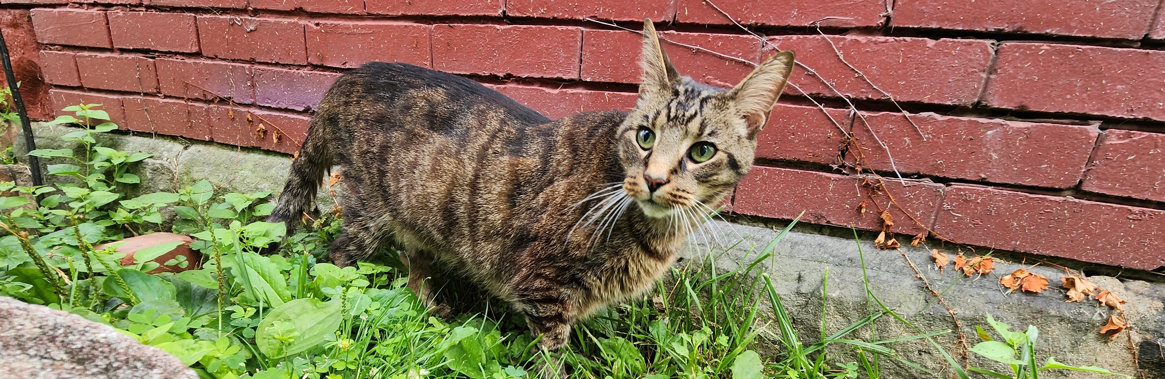LittleOne enjoying time outside in the garden.
