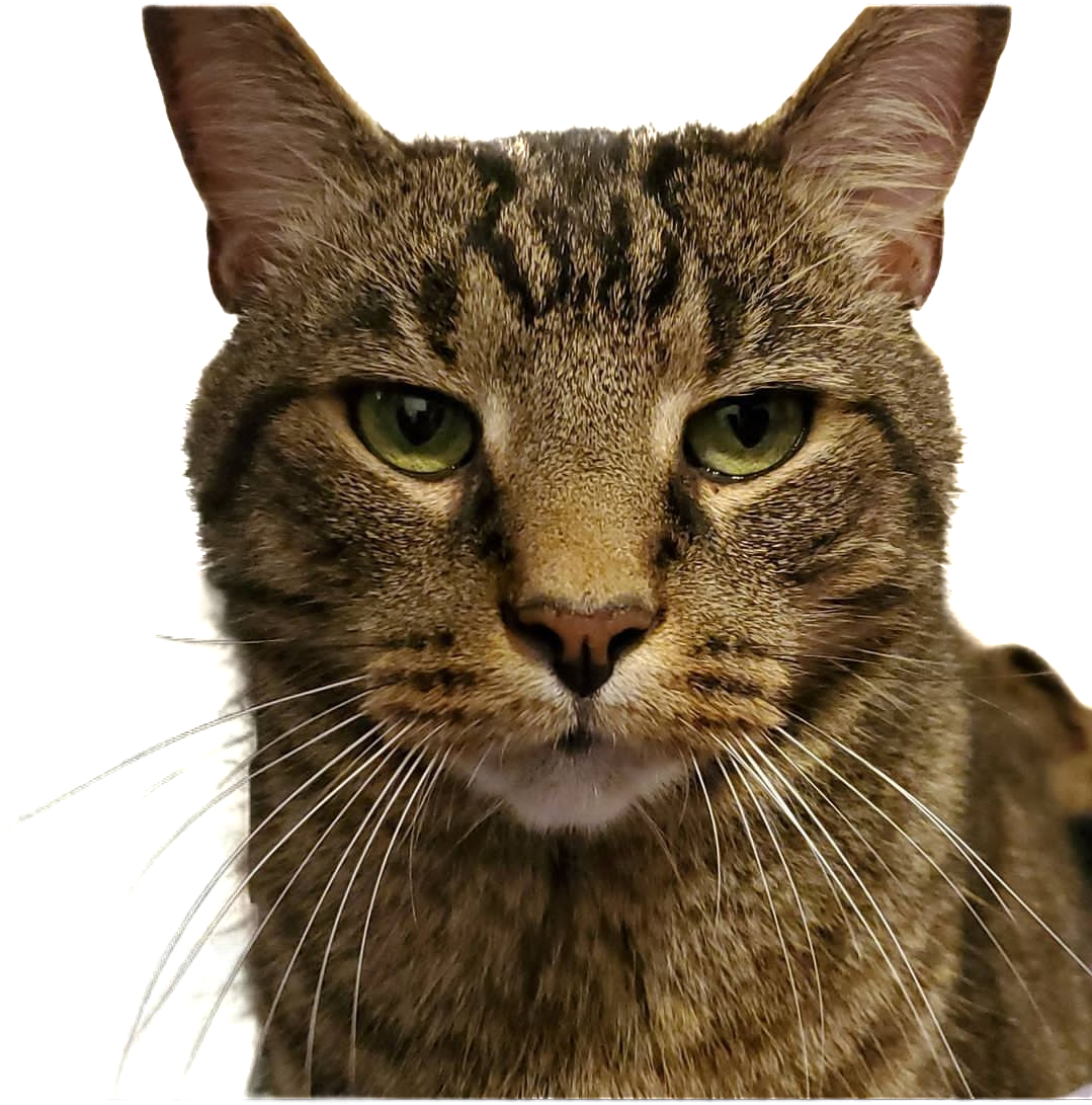 Close portrait of LittleOne, the cat who inspired TaskTabby.